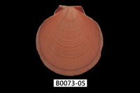 藏品(日月蛤)的圖片